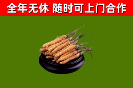 庐阳区回收冬虫夏草