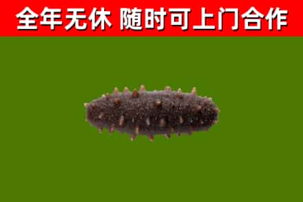 庐阳区回收海参干